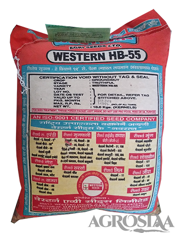 western hb-55 research groundnut seed - 10 kg