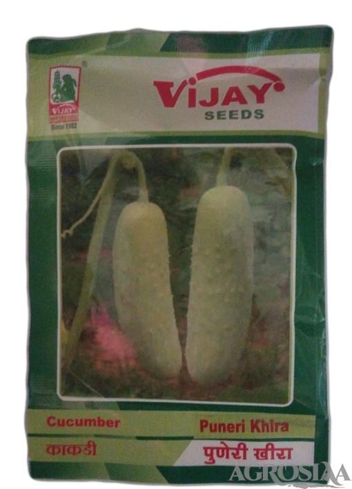 Vijay Puneri Khira Cucumber Seed - 50 Gm