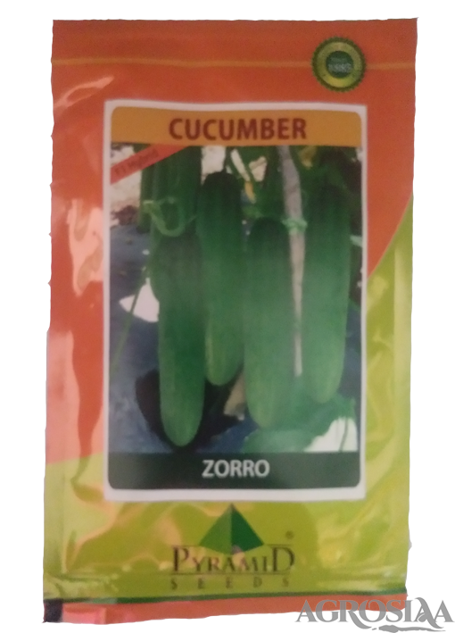 pyramid zorro f1 hybrid cucumber seed - 25 gm