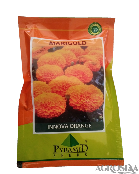 pyramid innova orange f1 hybrid marigold seed - 5 gm
