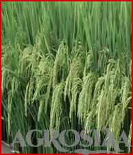mahabeej ratna paddy seed - 25 kg