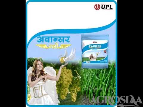 upl avancer glow fungicide - 300 gm