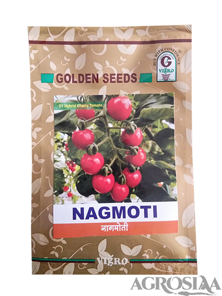 golden nagmoti f1 hybrid cherry tomato seed - 1 gm