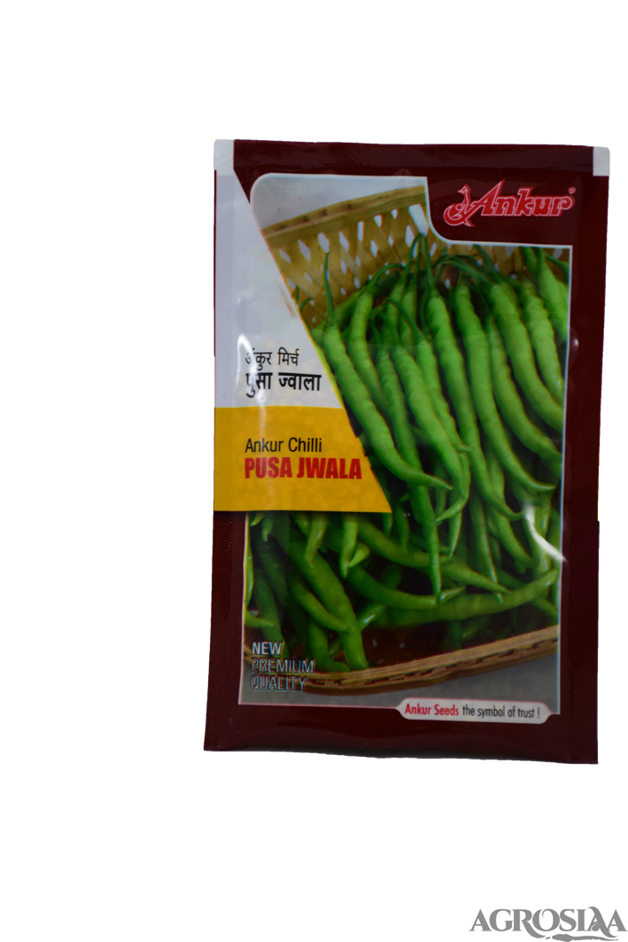 Ankur Pusa Jwala Chilli Seed - 50 Gm