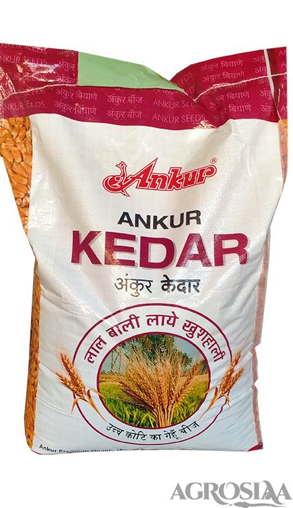ankur kedar research wheat seeds - 20kg