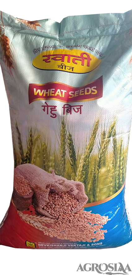 swati lok-1 certified wheat seeds - 40 kg