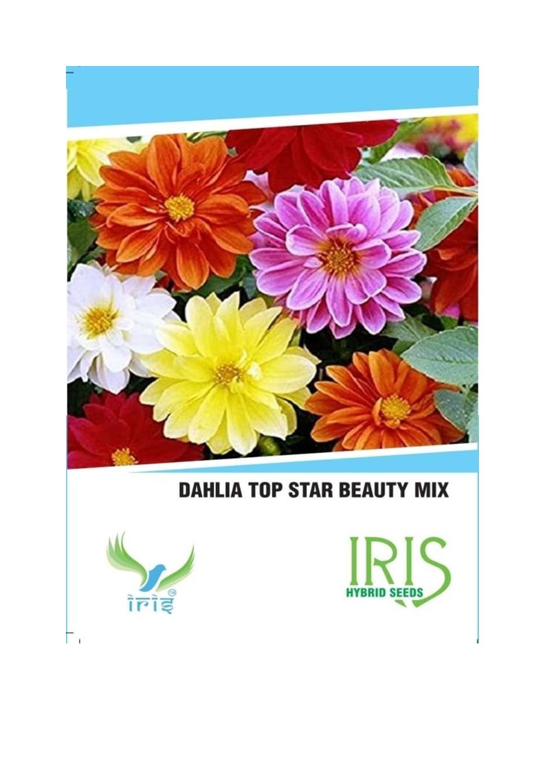 iris hybrid seeds dahlia flower mix (15 seeds)