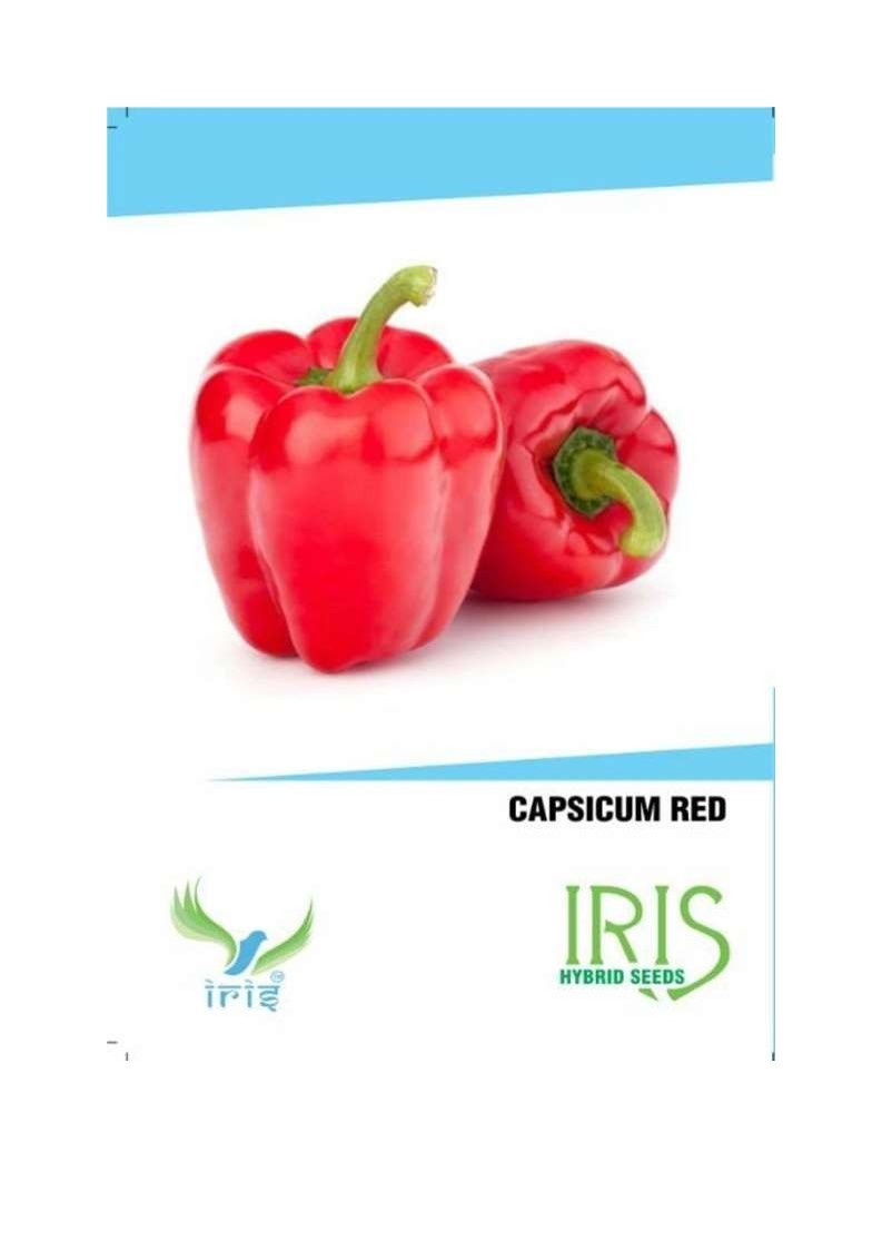 iris hybrid seeds red capsicum vegetable (15 seeds)