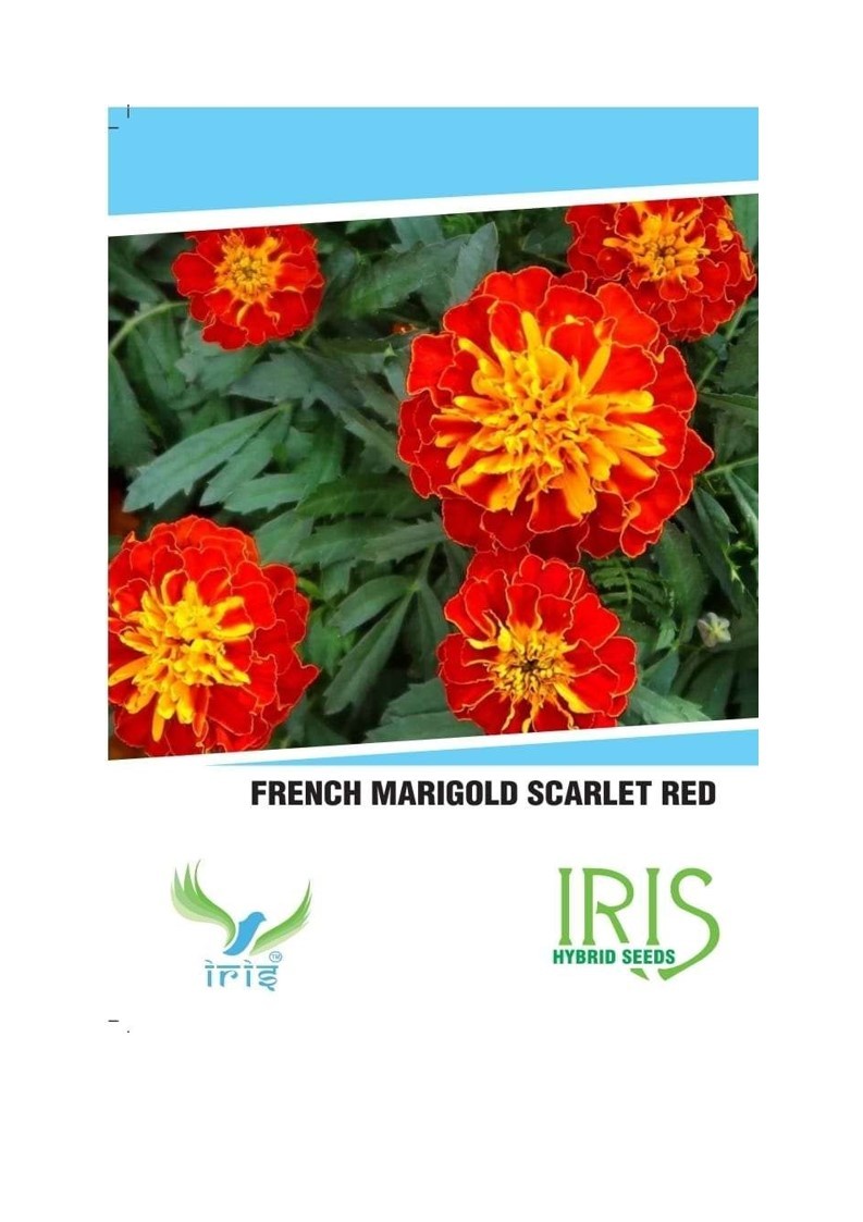 100 Scarlet Red French Carnation Flower Seeds