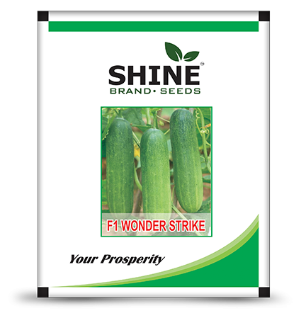 shine f1 wonder strike hybrid cucumber seeds - 10 gm