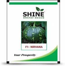 shine nirvana f1 pumpkin seeds - 50 gm