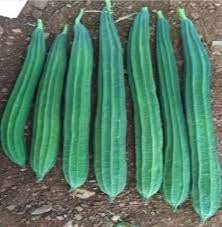 ridge gourd