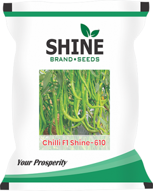 shine f1 610 hybrid chilli seeds - 10 gm
