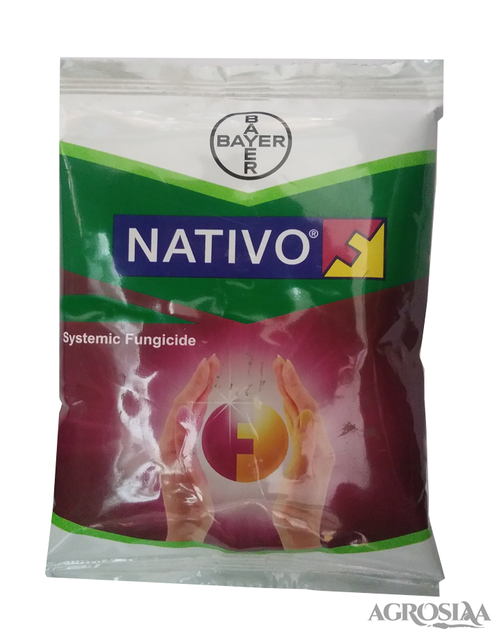 bayer nativo systemic fungicide - 100 gm | tebuconazole 50% and trifloxystrobin 25% wg