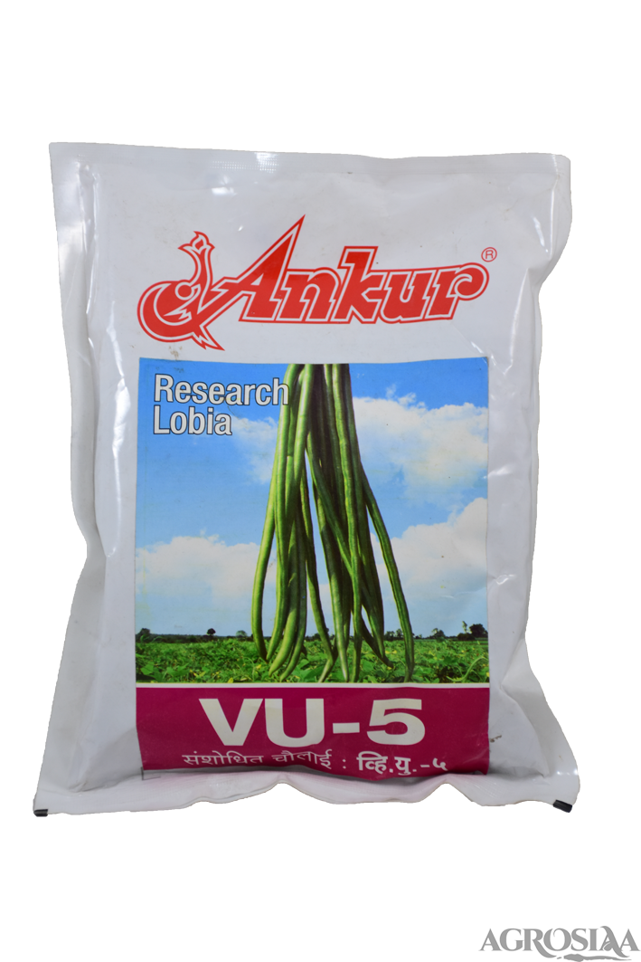 ankur vu-5 research lobia cow pea seed - 500 gm