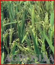 daftari beej khushboo 9 paddy seed - 10 kg