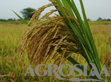 ankur sonam paddy seed - 10 kg