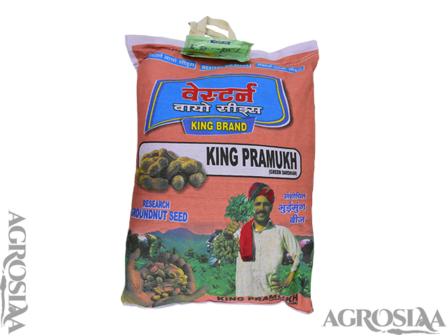 western king pramukh (green dhanush) groundnut seed - 10 kg