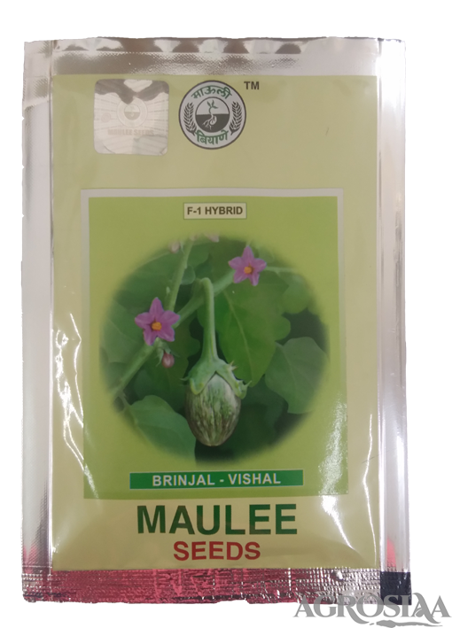 mauli vishal f1 hybrid brinjal seed - 10 gm