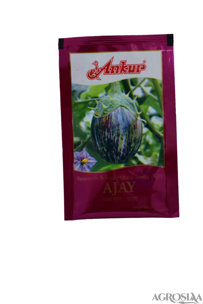 ankur ajay f1 hybrid brinjal seed - 10 gm