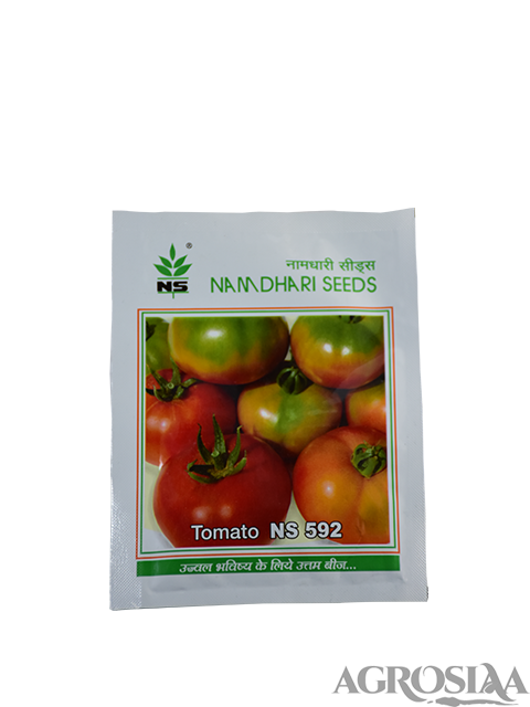 namdhari seeds ns 595 f1 hybrid tomato seed - 7 gm