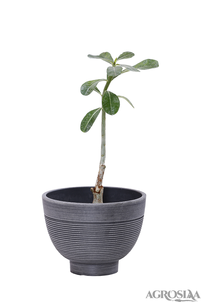 garden planter round small charcoal