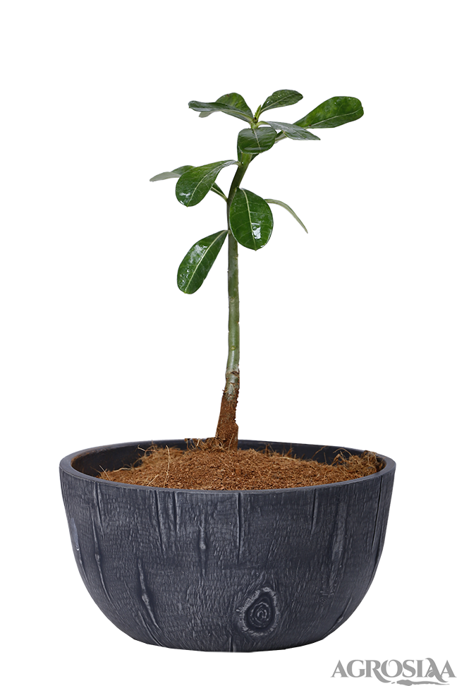 garden planter round small charcoal
