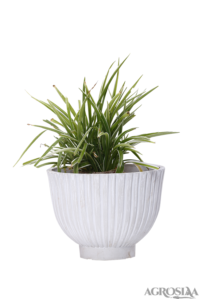 garden planter small white stone