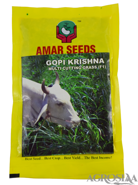 /uploads/userdata/seller/b1d5781111d84f7b3fe45a0852e59758cd7a87e5/product_images/grass_gopi_krishna_amar_seeds_1.png