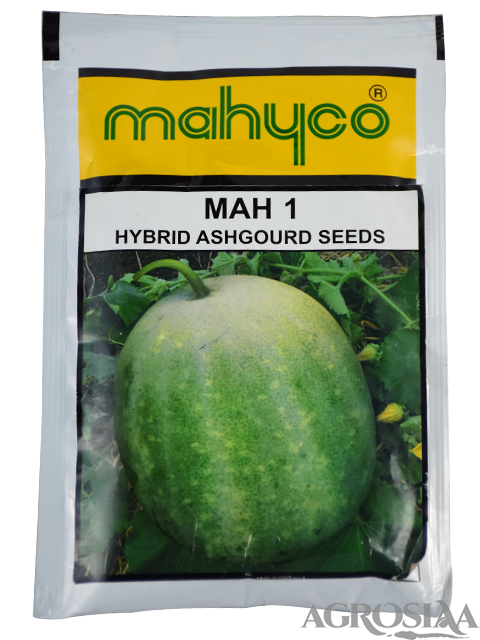 mahyco mah 1 hybrid ashgourd seed - 50 gm