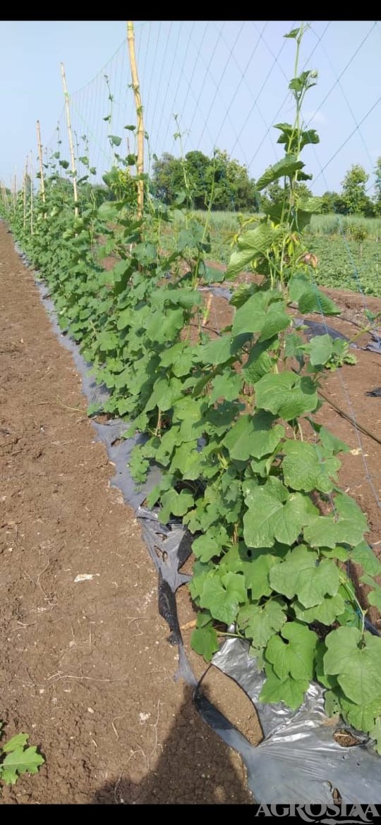 crop support net - 1mtr x 50 mtr - 75 mm mesh