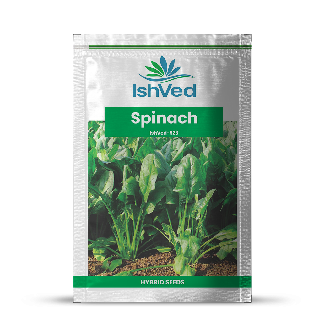 Ishved Ivspn 926 Hybrid Spinach Seeds 500 Gm